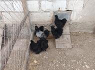 Grajewo ogłoszenia: Sprzedam 4 kury i koguta silki kurki zdrowe odrobaczone niosą się... - zdjęcie